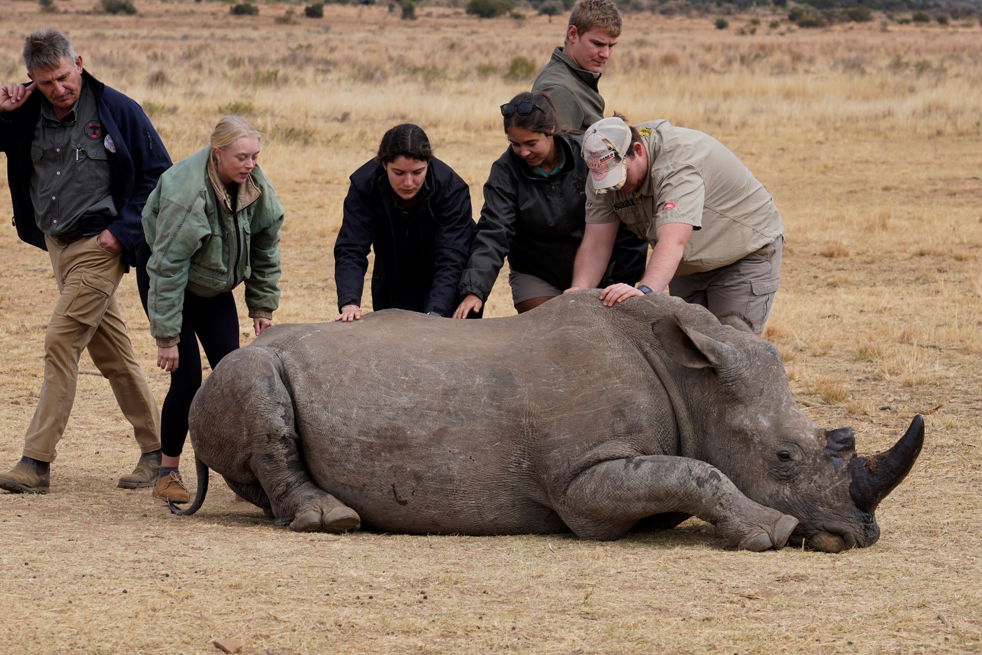 Six people are gathered around the rhino on the ground.