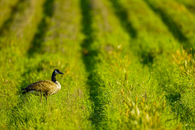 A single Canada goose in a green field.