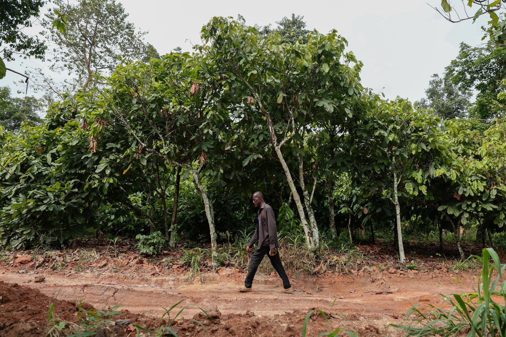 Manu Yaw Fofie, producteur de cacao, marche dans sa plantation à Kona, au Ghana.