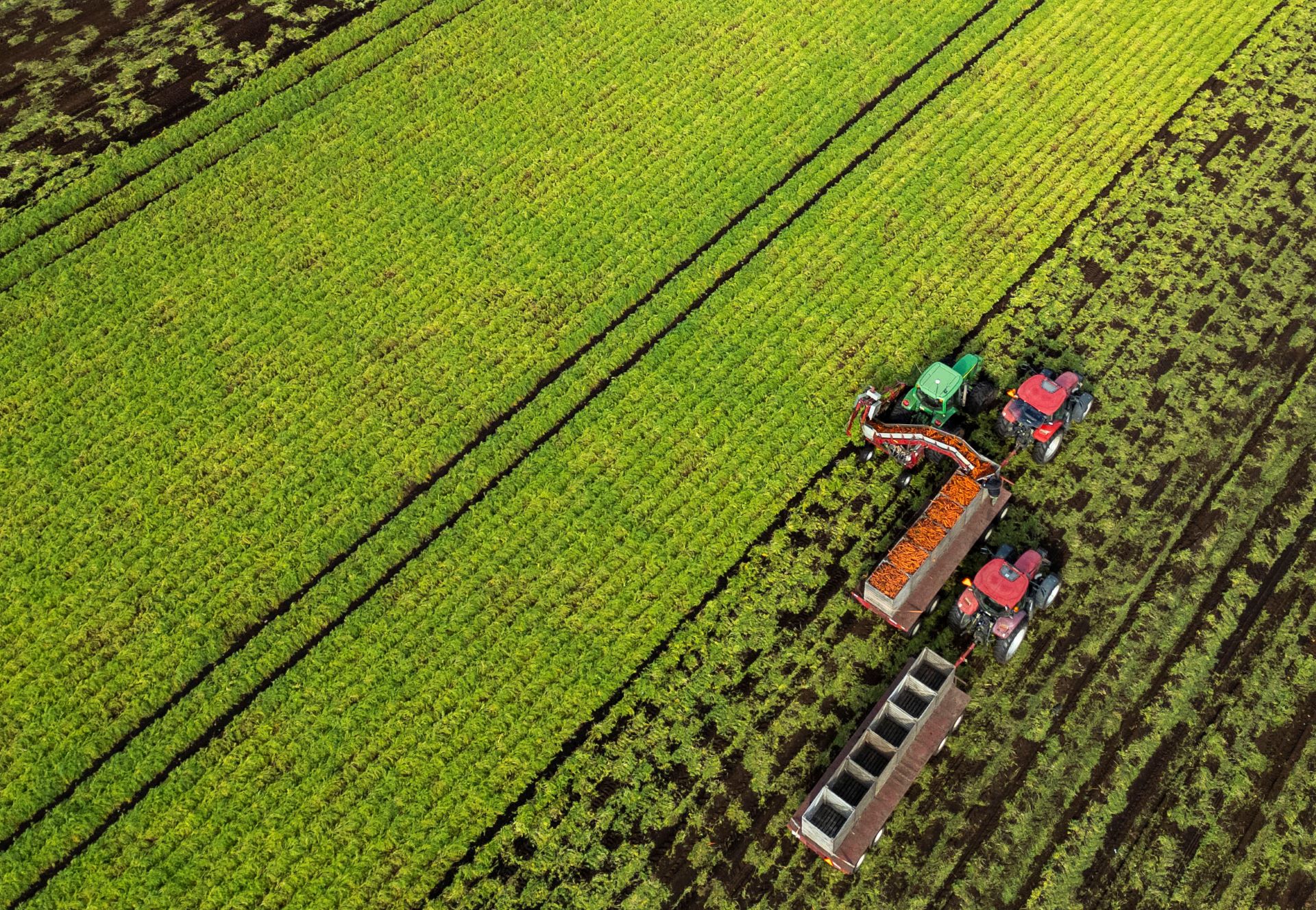 An aerial perspective shows two tractors moving side by side along long rows of carrots as they are loaded into boxes on the two flatbeds.