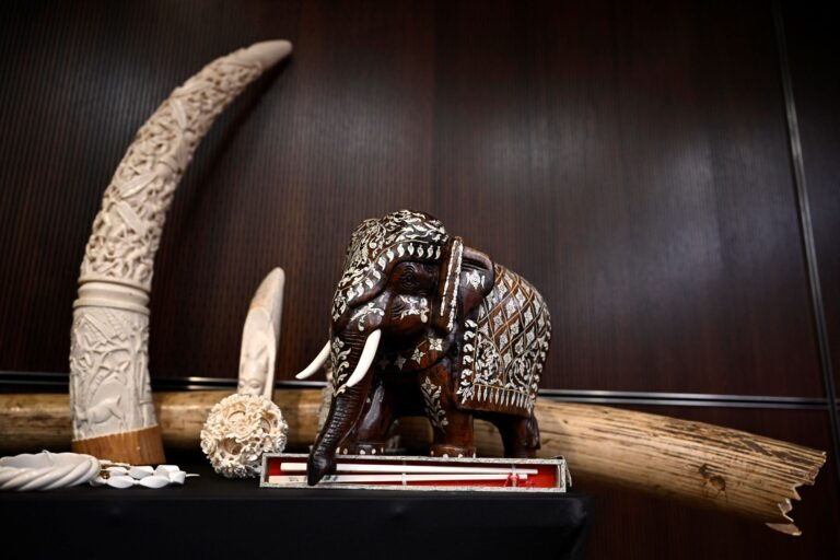 A display of items made of ivory including tusks and an elephant carving.