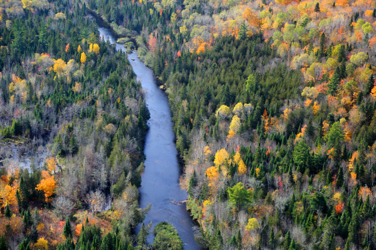 Why Canadians can lead the world in forest conservation