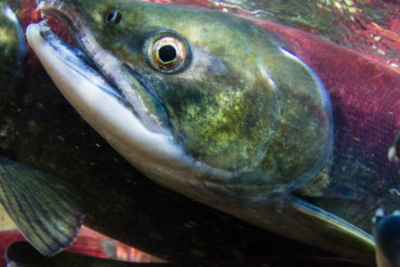 Image for A window opens for Pacific Canada’s Wild Salmon Policy