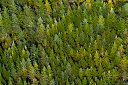 Image for Canada needs to close the “logging loophole” in its boreal forest