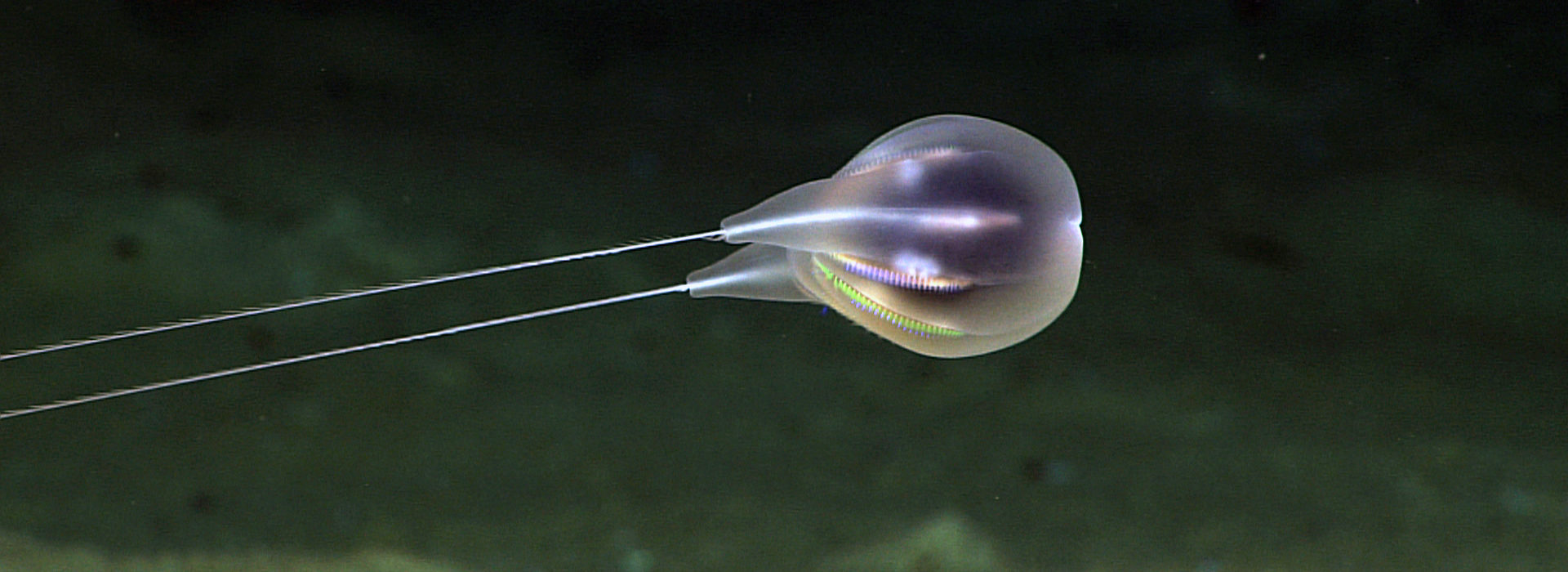 A round, translucent deep sea creature with two long thread-like tails.