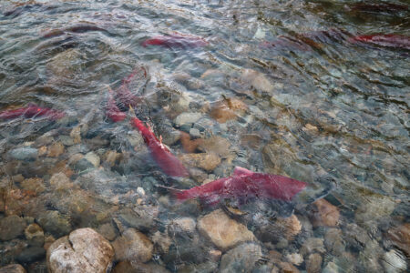 Image for Preventing salmon extinction requires collaboration and long-term thinking