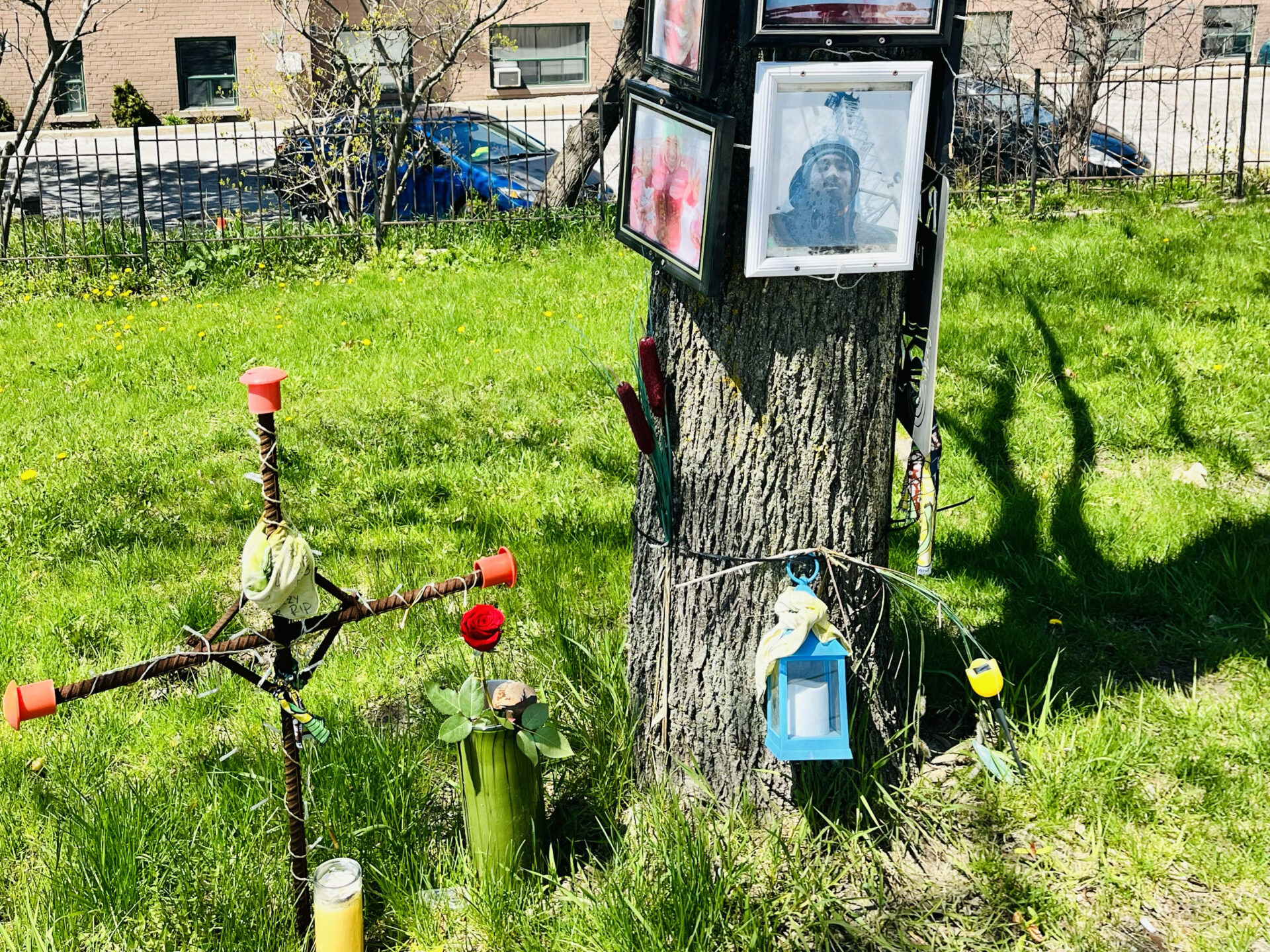 A fenced-in grassy area sits next to a street lined with cars and a brick apartment building. In the area, a mature tree stands, with framed photos of people attached to the trunk, the photos faded by the sun. A candle in a glass lantern box has been tied to the trunk, and next to it a makeshift cross stands, fashioned out of lengths of rebar, with plastic orange stoppers at the ends. A tall candle in a glass sits at its base.    