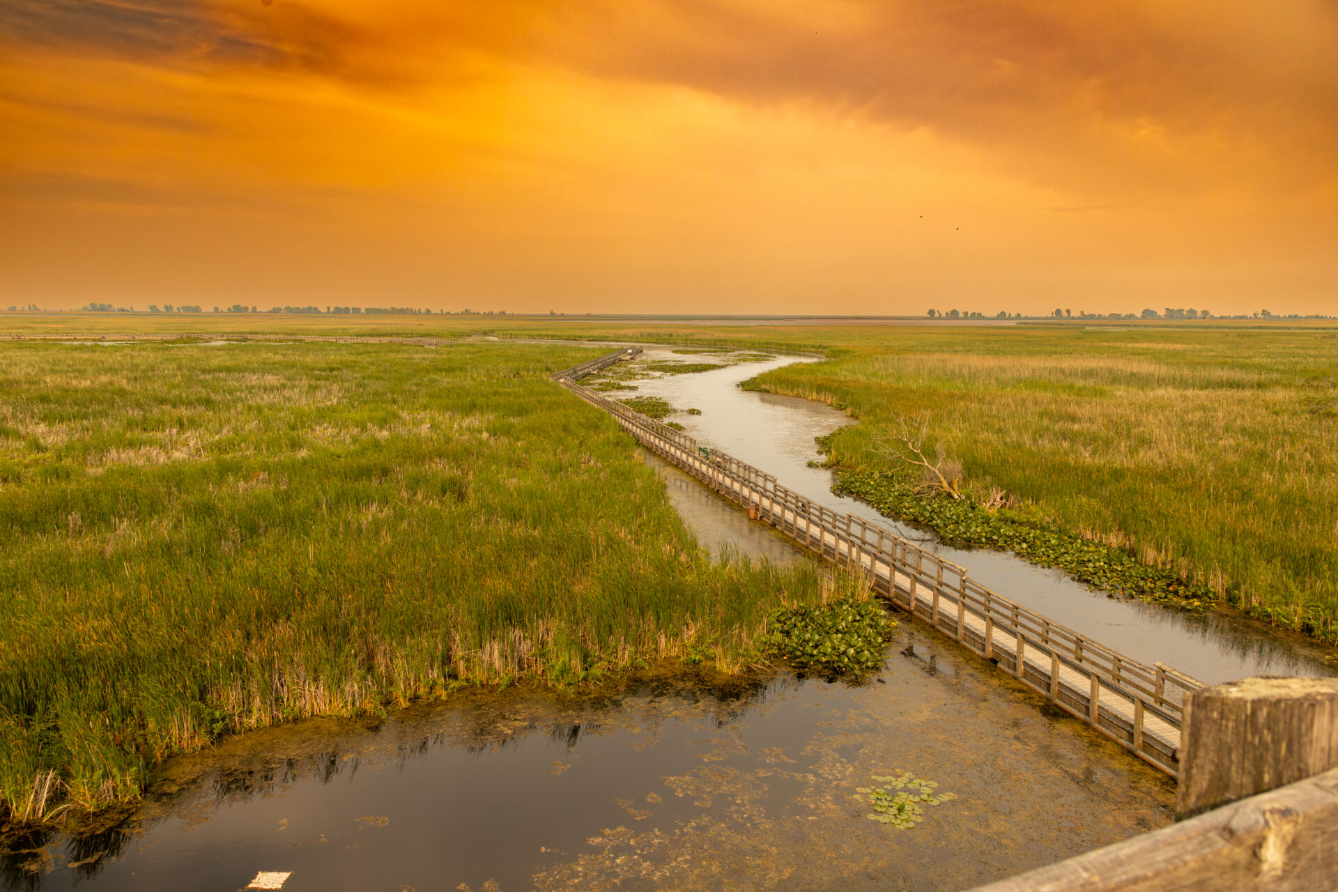 A wooden walkway cuts through wetlands that go all the way to the horizon. Tall green and yellow grasses cover the area, with a waterway cutting through it. The sky is orange.