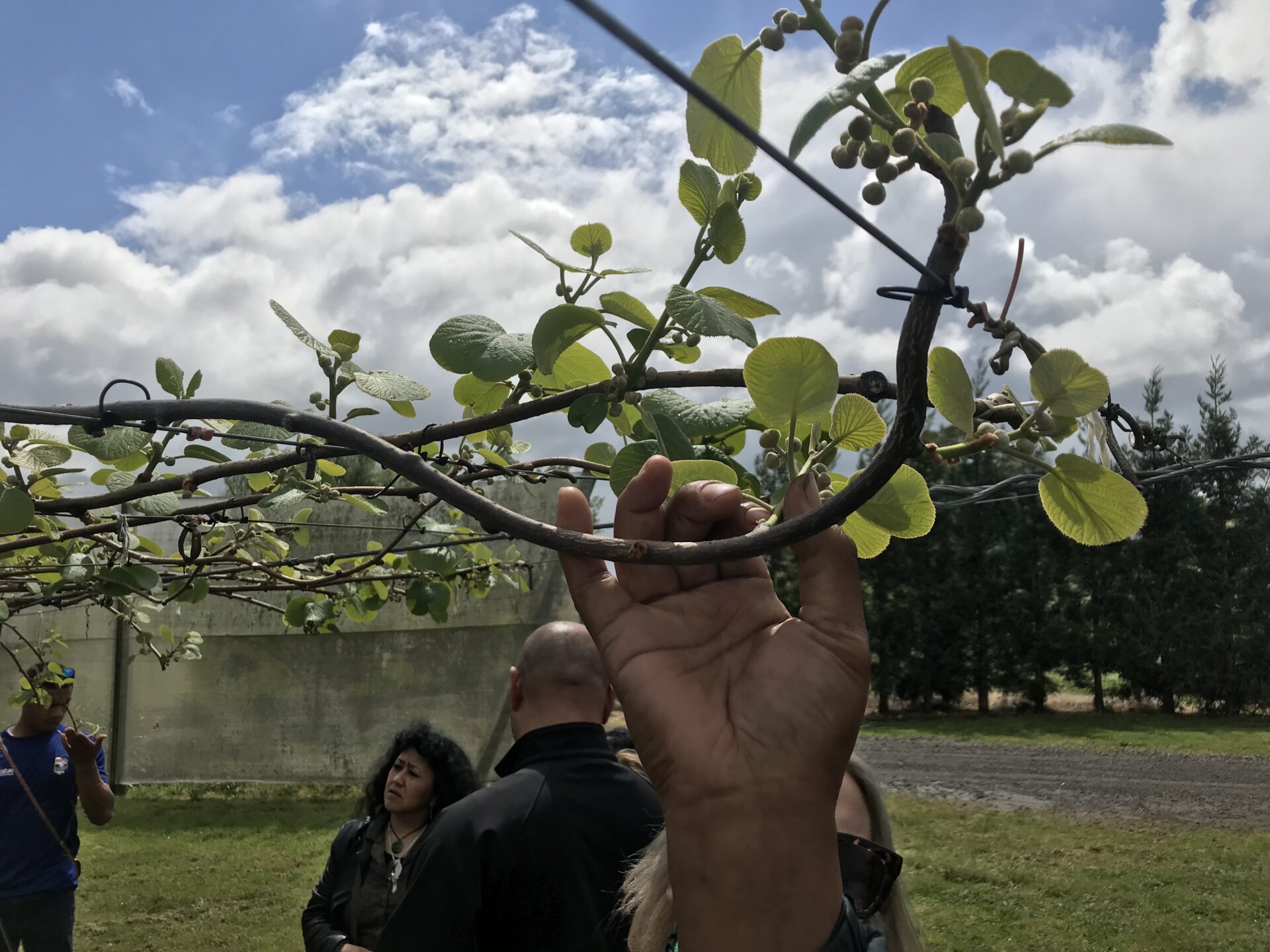 The kiwis are the size of peas on the branch.