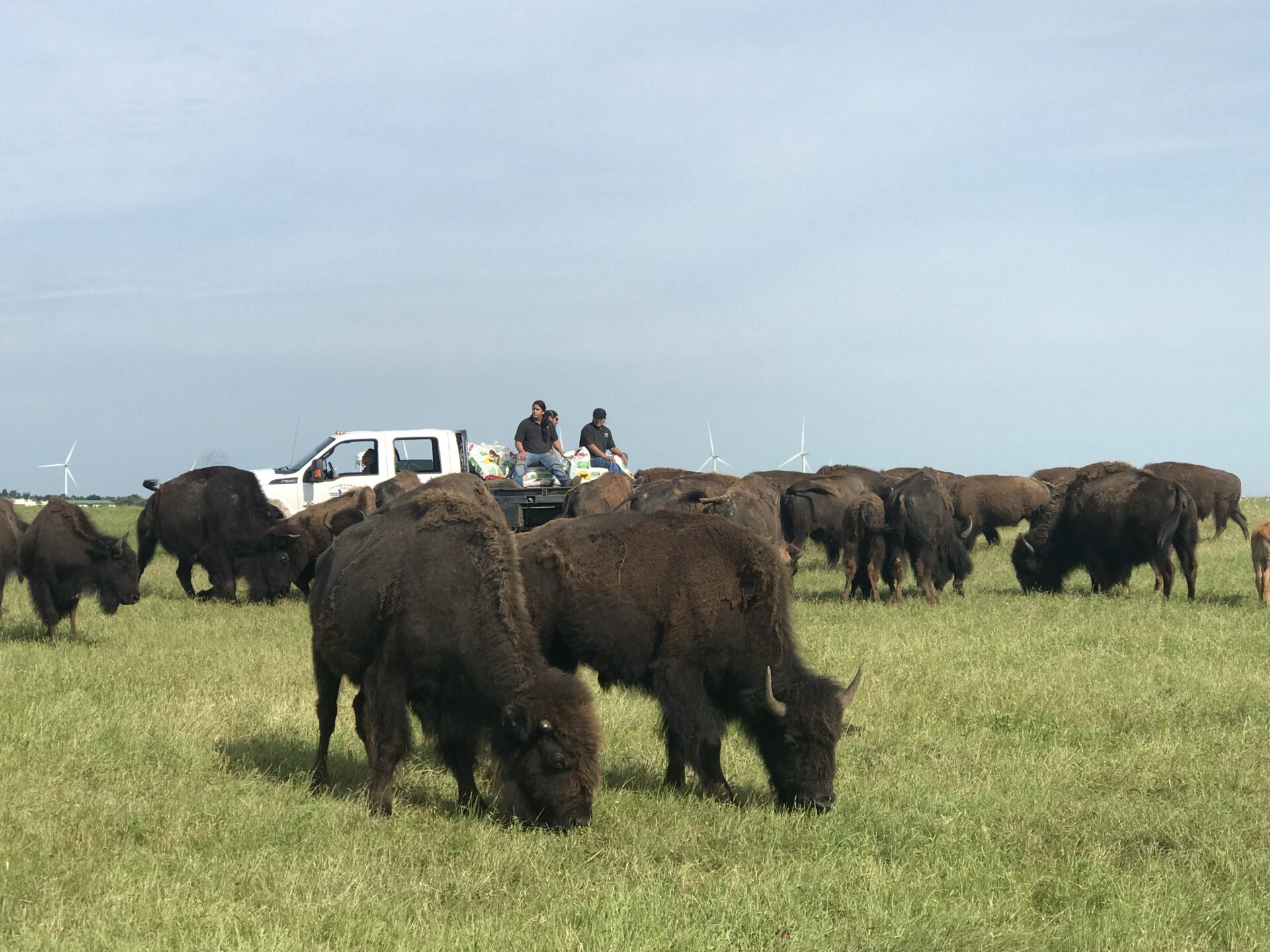 A dozen bison nibble on Prairie grass as three men sit on the flatbed of a white pickup truck nearby.